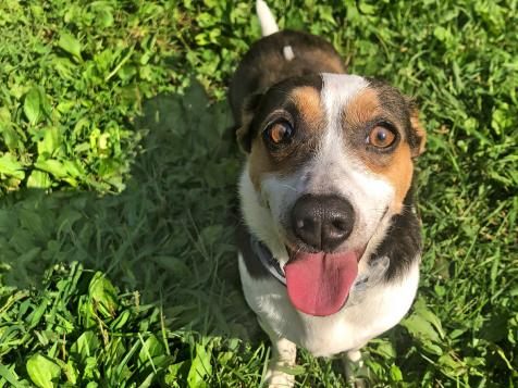 A Day in the Life of Sunny Anderson's Dog, Gary Gumbo