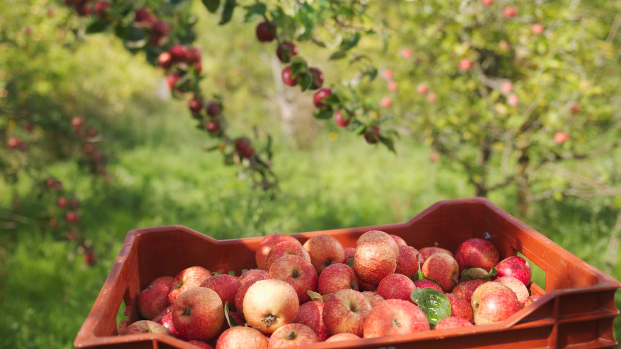 Maintaining harvest fresh apples