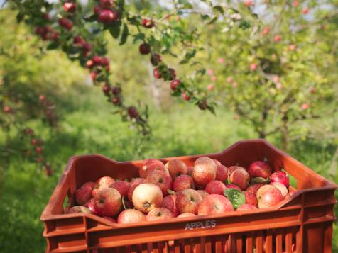 How to Store and Use Your Freshly Picked Apples — For Weeks!