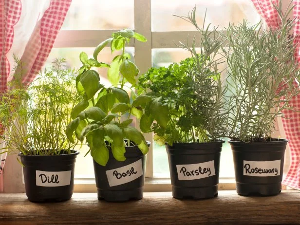 Indoor Herb Garden, Potted Container Plant by Window Sill