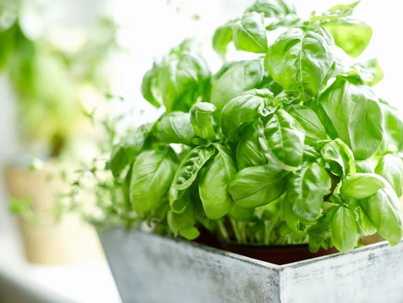 Close-up image of fresh basil plant. Healthy herb is growing in pot. Potted plant is placed on window sill. Focus is on fresh and green basil leaves. It is in brightly lit home.