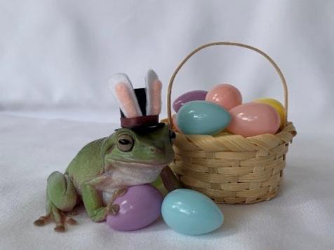 Cadbury Crowns Its First-Ever Frog