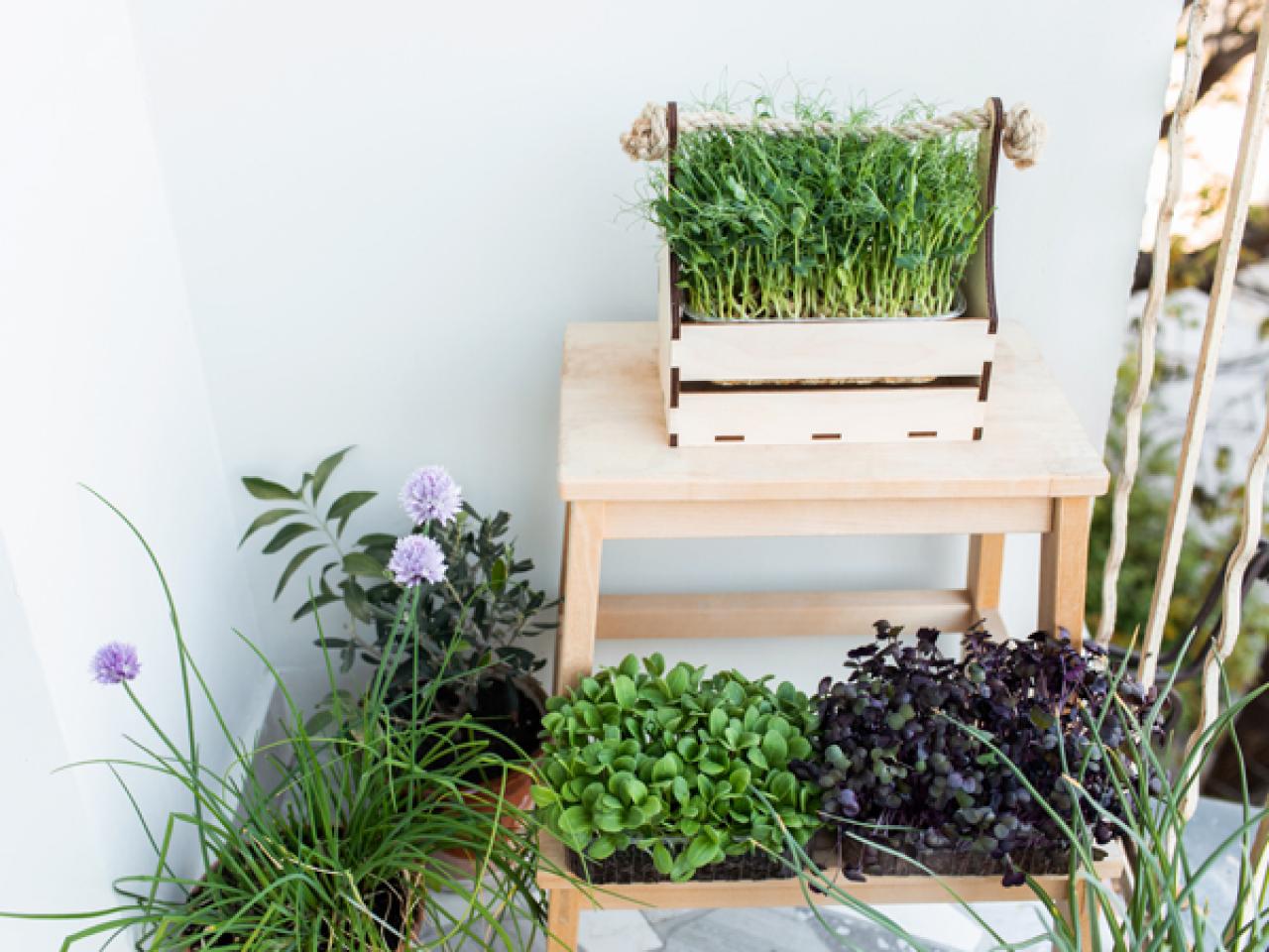 Can I Buy Plants with SNAP? A Guide to Growing Your Own Food