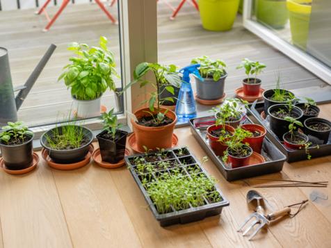 Growing vegetables cheap indoors