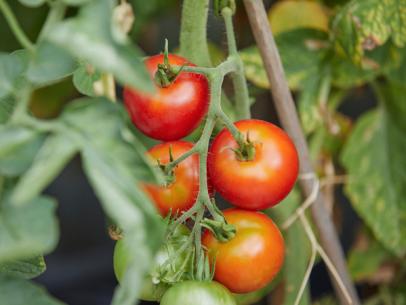 Growing Organic Tomatoes: How to Plant, Feed, Prune & Grow Tomato
