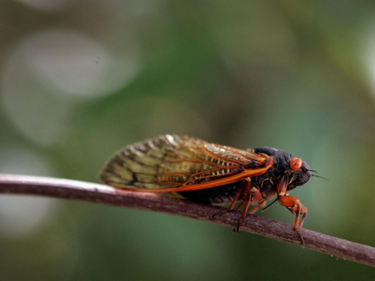 Can You Eat Cicadas? Food Network Healthy Eats Recipes, Ideas, and