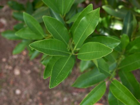 What Is Allspice?, Cooking School