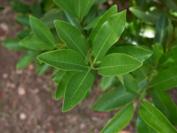 Pimenta dioica fresh foliage