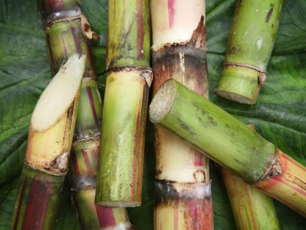 Detail of Fresh Cut Pieces of Sugar CaneSEE my other photos from JAMAICA: