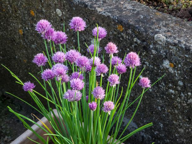 Chives, bunch of purple alium flowers, growing in salad box / herb garden container - panorama with text / copy space.