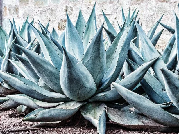 Agave cactus
