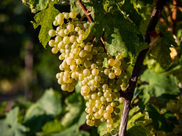 Prosecco white grapes on a vineyard befor harvesting in Valdobbiadene hills. Veneto. Italy