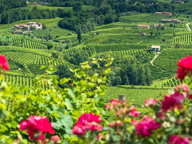 Valdobbiadene - Prosecco hills in summer