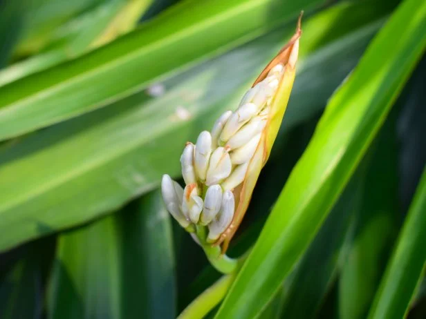 bunch of buds of beautiful cardamom flower