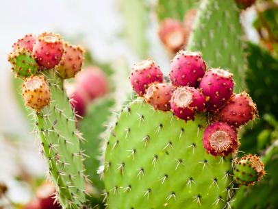 https://food.fnr.sndimg.com/content/dam/images/food/fullset/2021/12/21/cactus-prickly-pear-gowing-on-cactus.jpg.rend.hgtvcom.406.305.suffix/1640068554661.jpeg