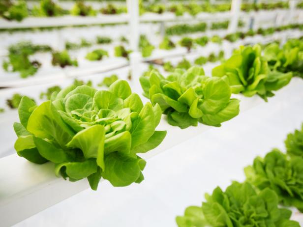 Beautiful floral heads of Butter lettuce, also known as Bibb or Boston Lettuce, being grown in a vertical hydroponic farm.