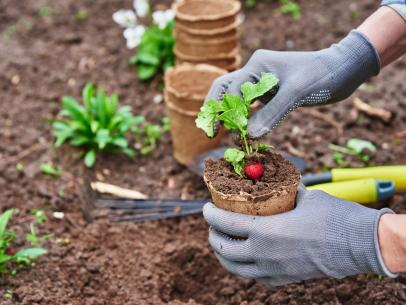 Newbie Gardening