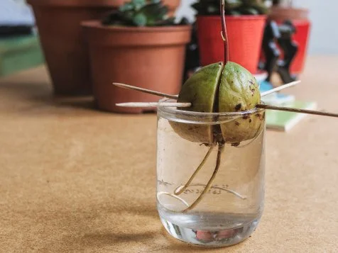 How to Grow an Avocado from Seed | Food Network