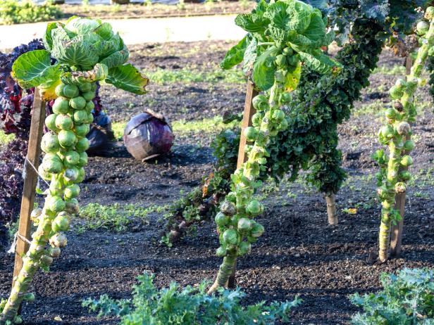 and Grow Brussels Sprouts | Grilling and Summer How-Tos, Recipes and Ideas : Food | Food Network