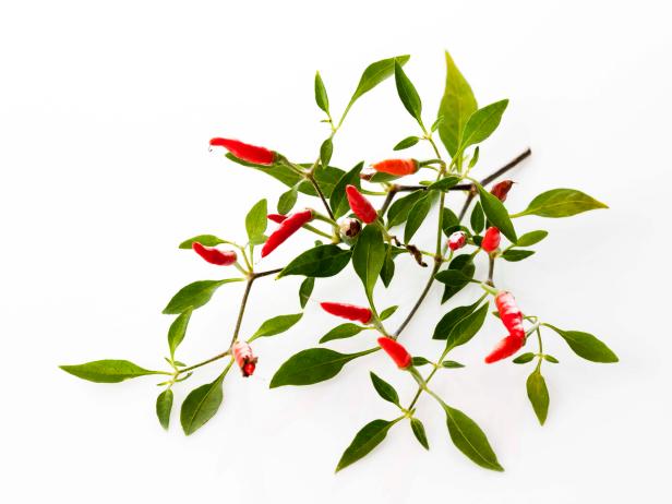 Chili Pequin am Strauch, Chili (Capsium), rote Chilischoten, Chilis, Zweig, weisser Hintergrund