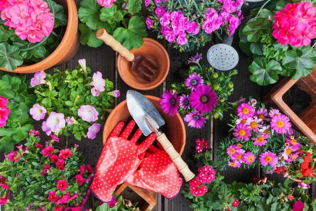 Deutschland, Gardening, Blumen einpflanzen, selbermachen, Vorliebe für die Farbe pink, Gartengeräte, Gartenhandschuhe, Terracotta-Pflanztöpfe, Gießkanne, Petunia, Geranium, Margeriten (Leucanthemum), Mittagsblume (Delosperma), Nelke (Dianthus), Fleissiges Lieschen ( (Impatiens walleriana), Verbena, Frühingsgefühle
