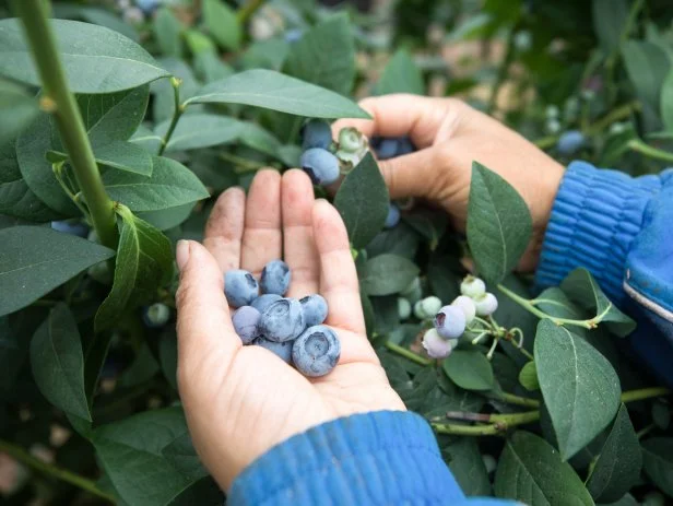 A fruit picker picks blueberries at a fruit farm in the U.K. Photographer: Chris Ratcliffe/Bloomberg