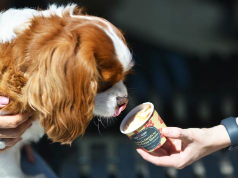 Discovered the Aldi near us do doggy ice cream cups. Poppy taste tested the  carrot and apple and definitely approves! : r/beagle