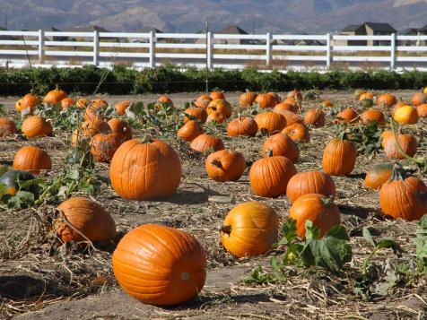 Clarke's Family Farm - Organic Apples, Pumpkins