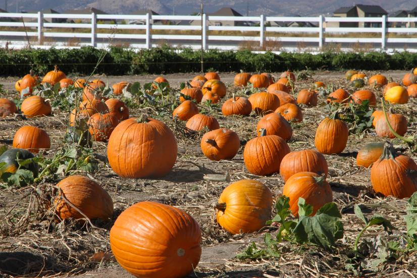 These Are the Top Spots for Apple or Pumpkin Picking, According to Yelp