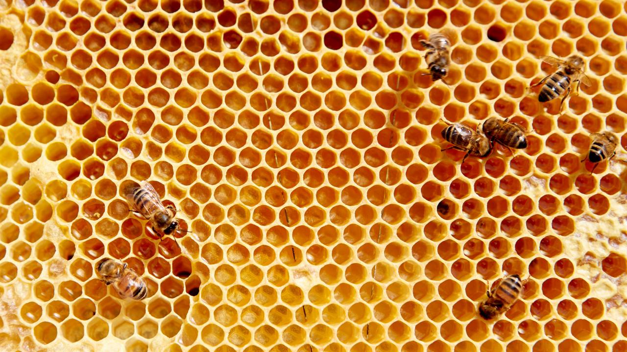 The Secrets of Beekeeping - Slow Food International