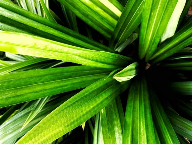 What Is Pandan? | Food Network