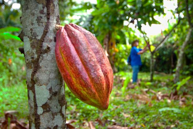 Maturing cocoa seed pod hangs from a cacao tree on in the coastal Caribbean town of Cahuita, Costa Rica. Cocoa or cacao is the basis of chocolate.