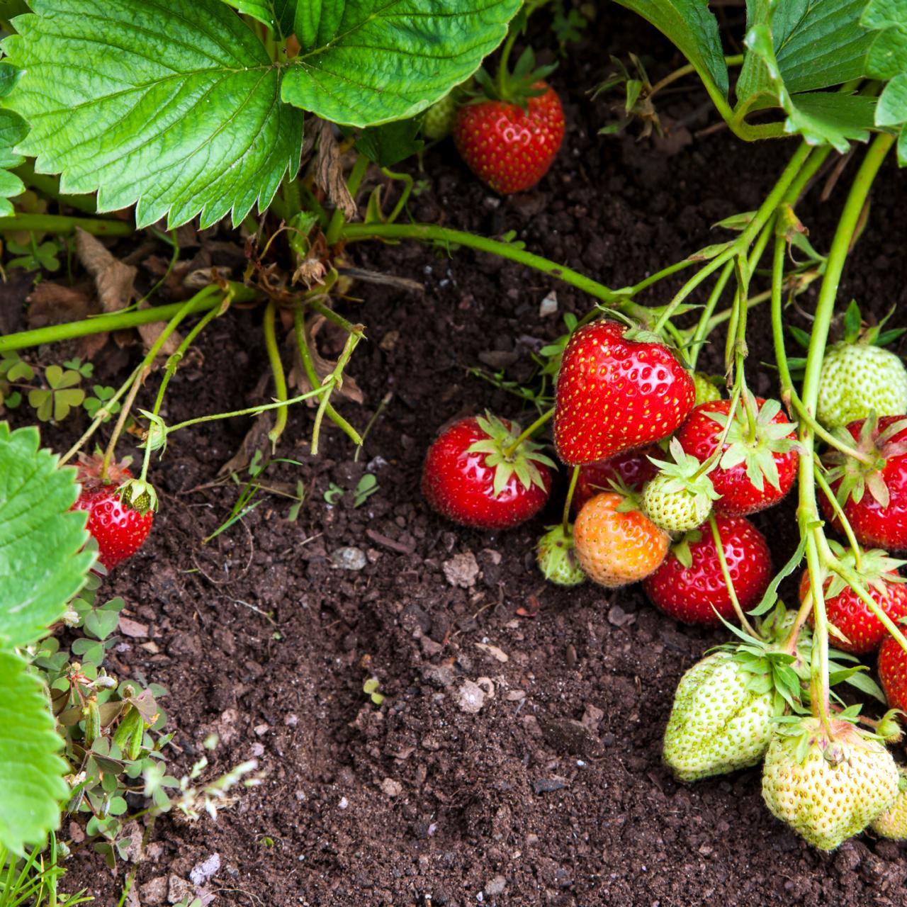 Cover strawberries with straw for the winter