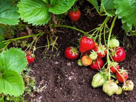 strawberries growing