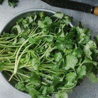Fresh homegrown cilantro herbs, plant based food, local produce, close up, top view. Organic green leaf vegetables, healthy  vegan eating, harvest time