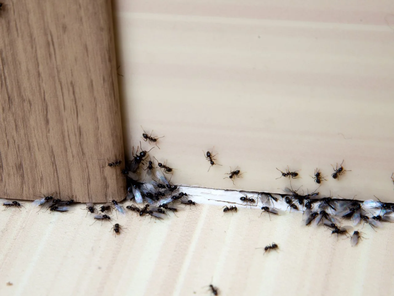 Little Black Ants in Kitchen Driving You Crazy? Learn How to Stop Them Now