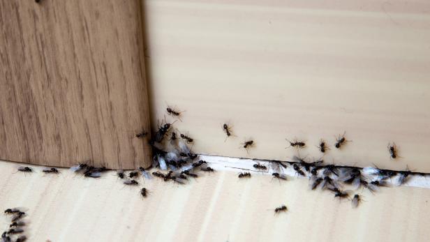 How to Get Rid of Ants In Your Kitchen - Vimarsana News