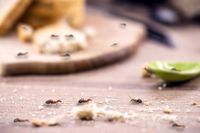 How To Repel Ants In The Kitchen