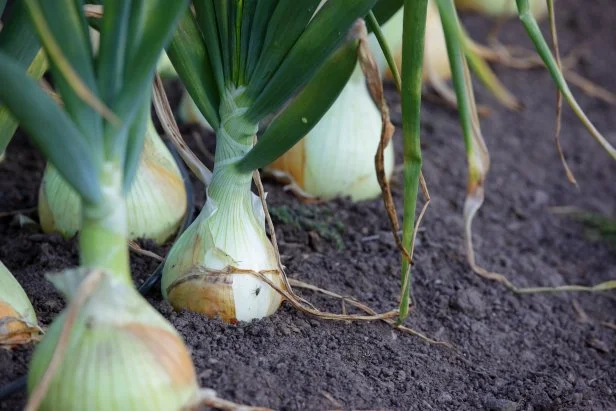 Vadalia onions growing in a garden.