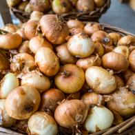 A scene from a farmstand on Cape Cod MA highlighting a full bucket of fresh Visalia onions for sale.