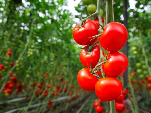 In Season: Tomatoes | Everything to Know about Tomatoes | Cooking ...