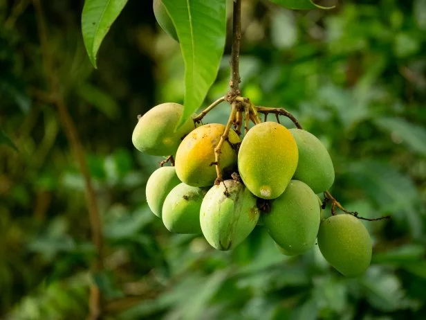 Tree with Unripe Green Mangoes Hanging Down