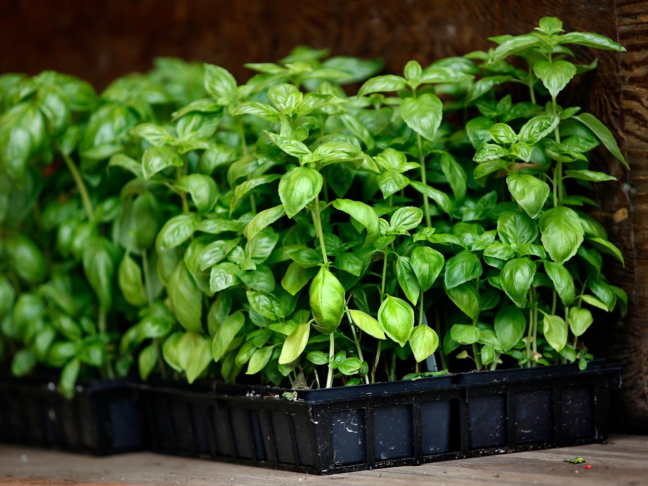 In Season Basil Everything to Know about Basil Cooking School