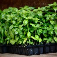 CAMBRIDGE, MA - JUNE 12: Basil flats wait in the shade of the truck behind Dick's Market Garden stand at the Central Square Farmer's Market. (Photo by Michele McDonald/The Boston Globe via Getty Images)