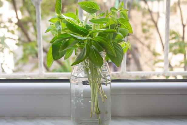Propagating a bunch of basil in a jar of water for storing it fresh or regrowing later