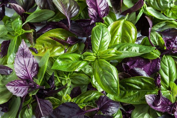 leaves are green and purple basil