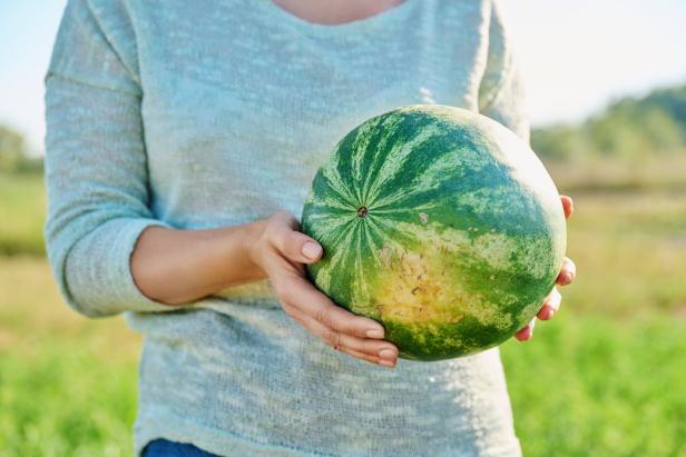 Close-up of ripe watermelon in hands of woman, outdoor. Female with watermelon in organic farm. Agriculture, harvesting, farming, healthy natural vitamin food