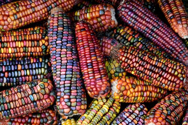 Colorful cobs of ornamental corn lie side by side and on top of each other and form a background in autumn