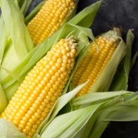 Fresh corn cobs on dark background. Fresh yellow farm corn with green leaves on a dark background.