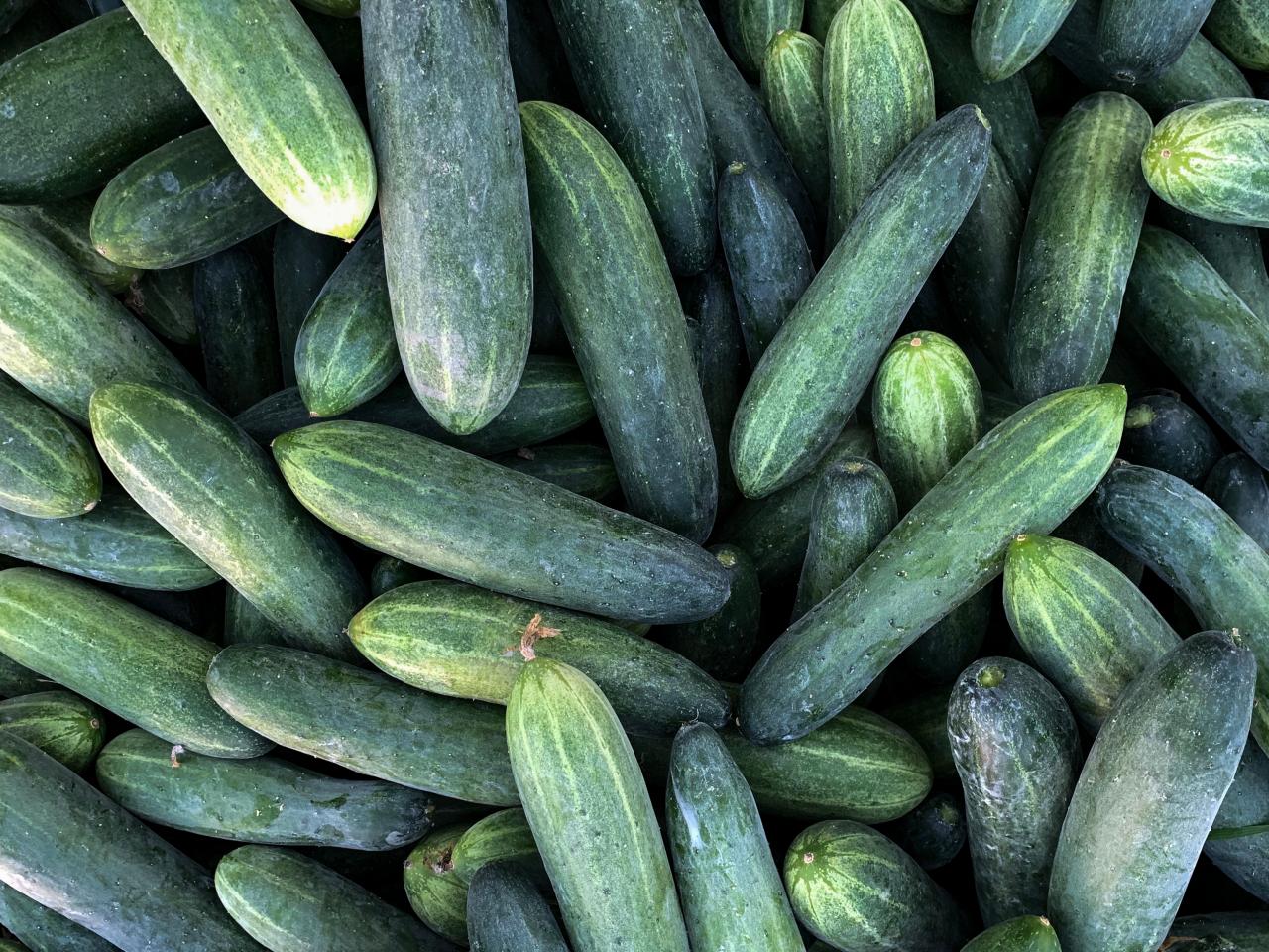 In Season: Cucumbers  Everything to Know about Cucumbers